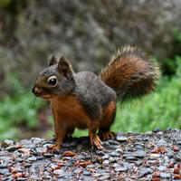 A pine squirrel with a bushy tail stands alert on a gravelly surface, surrounded by green foliage and a blurred natural background. Its fur is a mix of reddish-brown and darker tones, and it appears to be attentively observing its surroundings.