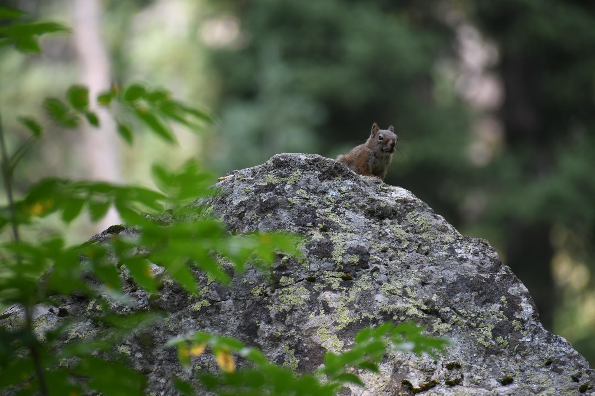 A pine squirrel is perched on a mossy rock, looking alert with its ears upright against a blurred green background. The squirrel’s reddish-brown fur stands out in the natural setting.