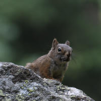A pine squirrel is perched on a mossy rock, looking alert with its ears upright against a blurred green background. The squirrel’s reddish-brown fur stands out in the natural setting.