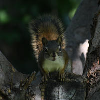 A pine squirrel is perched on a tree branch, facing the camera with its bushy tail arched behind it. Dappled sunlight filters through the leaves, highlighting the squirrel’s alert posture.