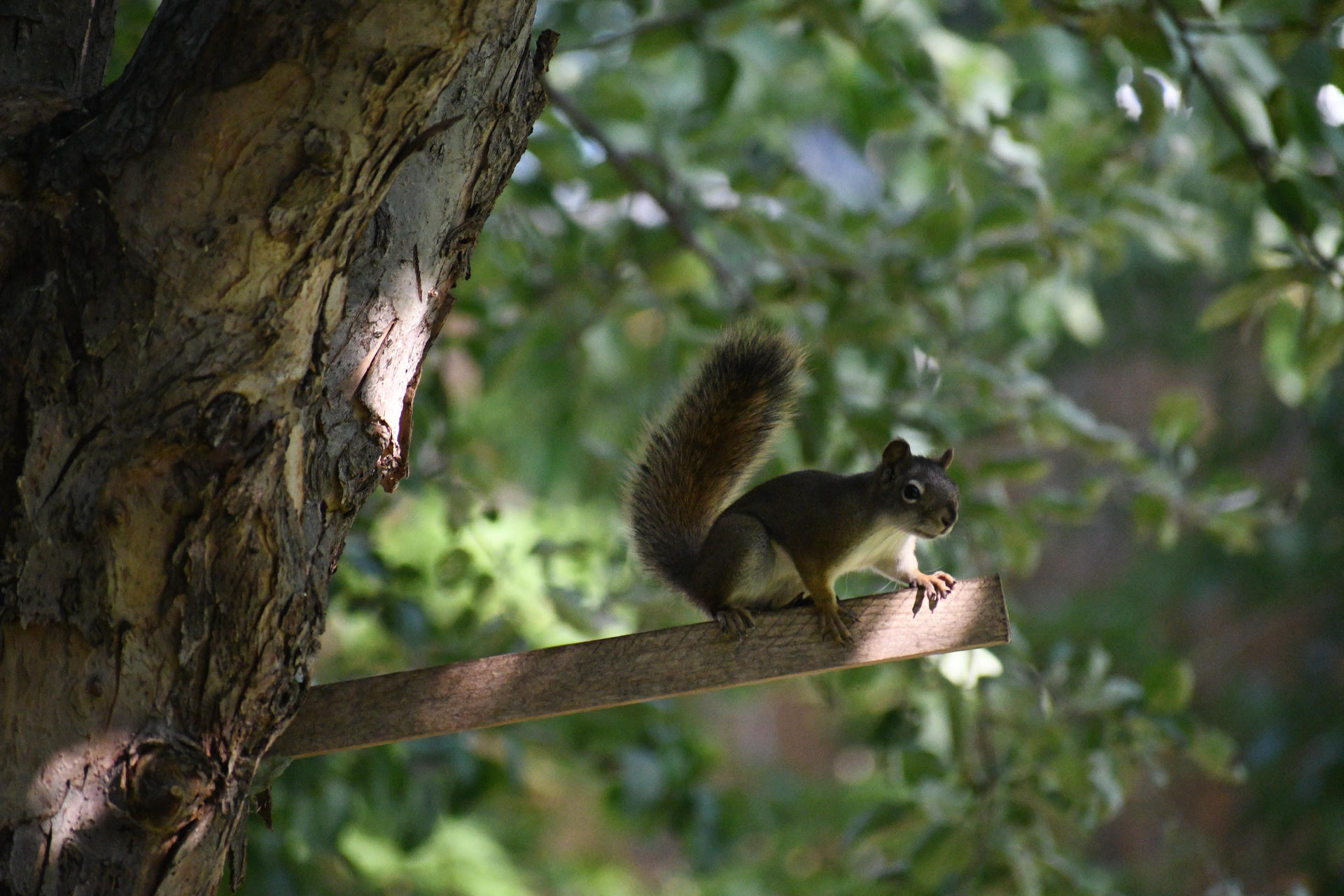 A pine squirrel is perched on an artificial tree branch, surrounded by a softly blurred green background of leaves. The squirrel's bushy tail is raised, and it appears alert and curious.