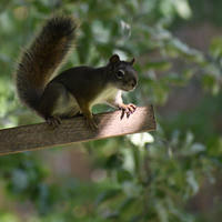A pine squirrel is perched on an artificial tree branch, surrounded by a softly blurred green background of leaves. The squirrel's bushy tail is raised, and it appears alert and curious.