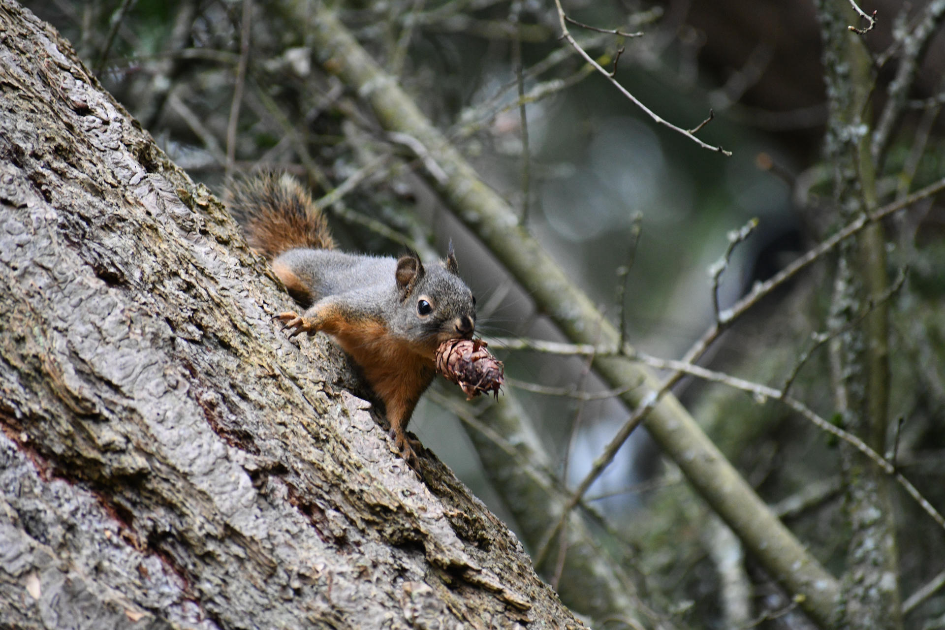 A pine squirrel clings to the side of a tree trunk, holding a pine cone in its mouth. Its bushy tail is visible behind it, and the background is filled with blurred branches and foliage.