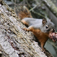 A pine squirrel clings to the side of a tree trunk, holding a pine cone in its mouth. Its bushy tail is visible behind it, and the background is filled with blurred branches and foliage.