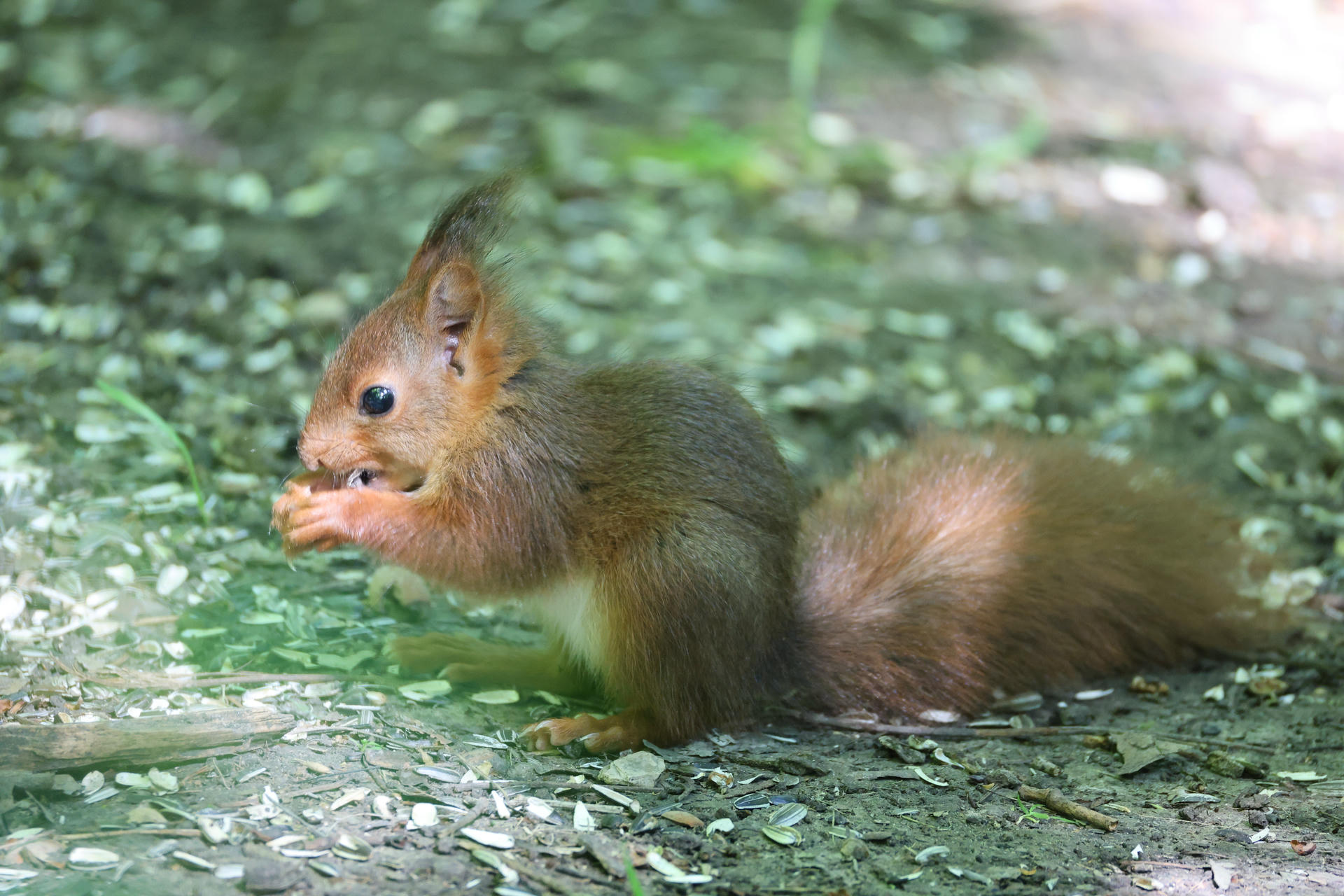A young red squirrel sits on the ground, holding food in its tiny paws and nibbling intently. Its soft reddish fur and tufted ears are clearly visible against a blurred green background.