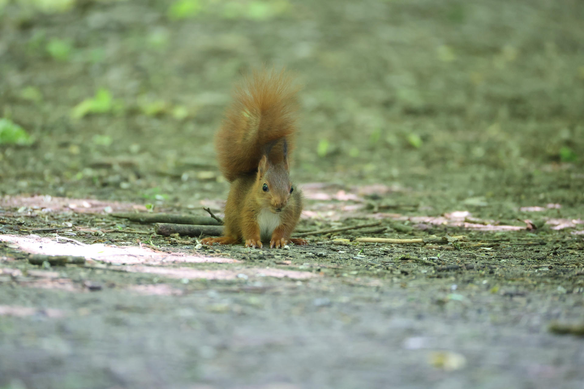 A red squirrel stands alert on the forest floor, its bushy tail arched high and ears perked up. Soft sunlight filters through the trees, highlighting its reddish fur and white belly.