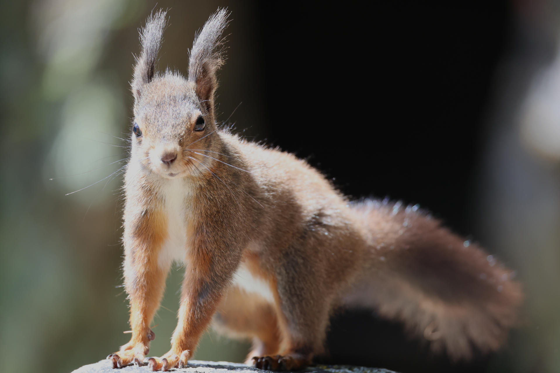 A red squirrel stands alert on a surface, its bushy tail stretched out behind and tufted ears pointed upward. Soft sunlight highlights its reddish fur against a dark background.