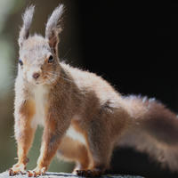 A red squirrel stands alert on a surface, its bushy tail stretched out behind and tufted ears pointed upward. Soft sunlight highlights its reddish fur against a dark background.