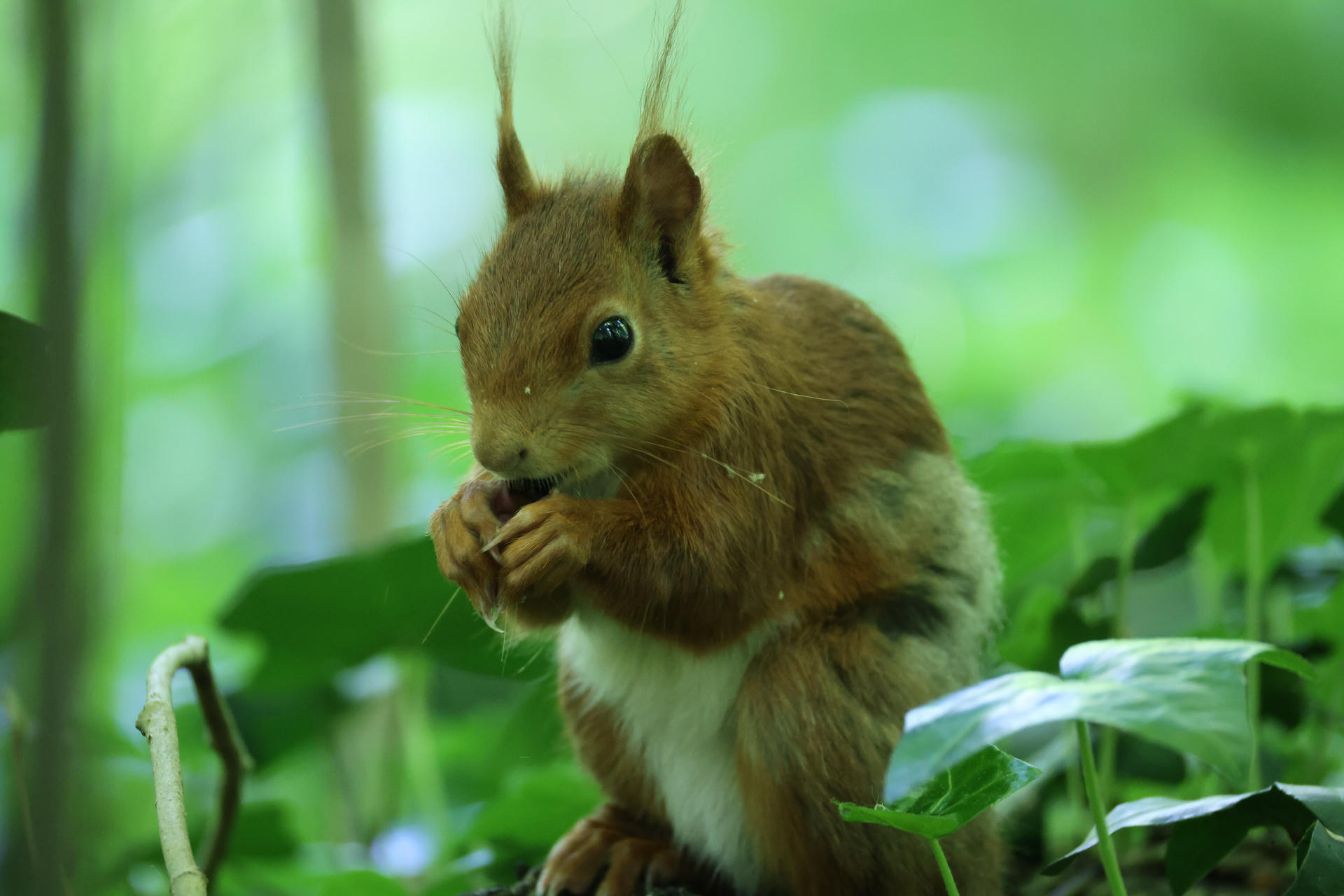 A red squirrel sits upright among green foliage, holding food in its tiny paws and nibbling. Its bushy tail and tufted ears are clearly visible against the soft, blurred background.