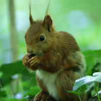 A red squirrel sits upright among green foliage, holding food in its tiny paws and nibbling. Its bushy tail and tufted ears are clearly visible against the soft, blurred background.