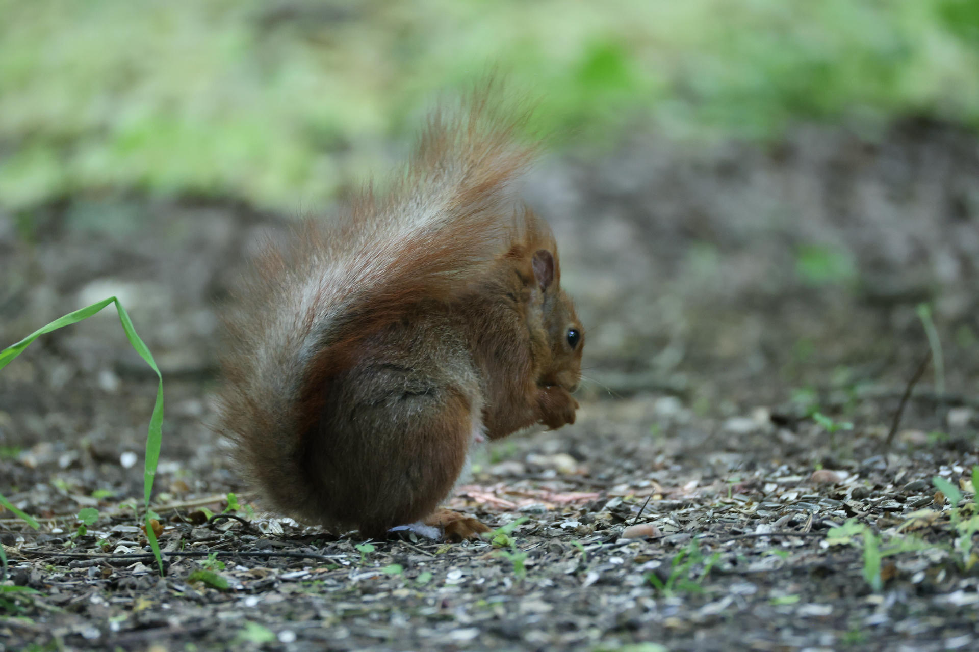 A red squirrel sits on the ground with its bushy tail curled over its back, surrounded by a natural, earthy setting. The squirrel appears alert, with its head turned slightly to the side.