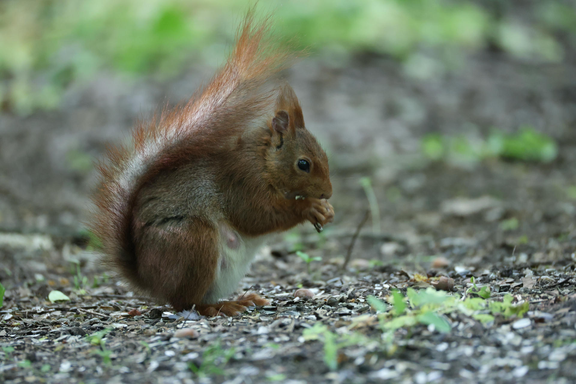 A red squirrel sits on the ground with its bushy tail arched over its back, holding food in its tiny paws. The background is softly blurred with green and brown tones, highlighting the squirrel’s delicate features.