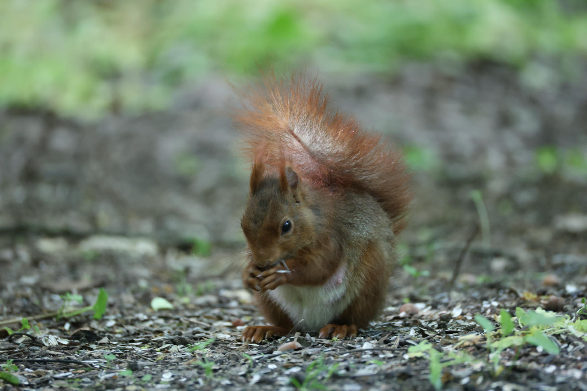 A red squirrel sits on the ground, holding food in its tiny paws and nibbling, with its bushy tail arched over its back. The background is a soft blur of earth and greenery.