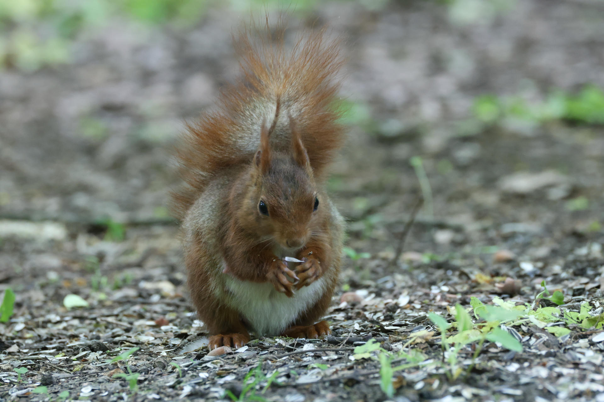 A red squirrel with tufted ears sits on the ground, holding food in its tiny paws. The background is a soft blur of earth and scattered seeds.