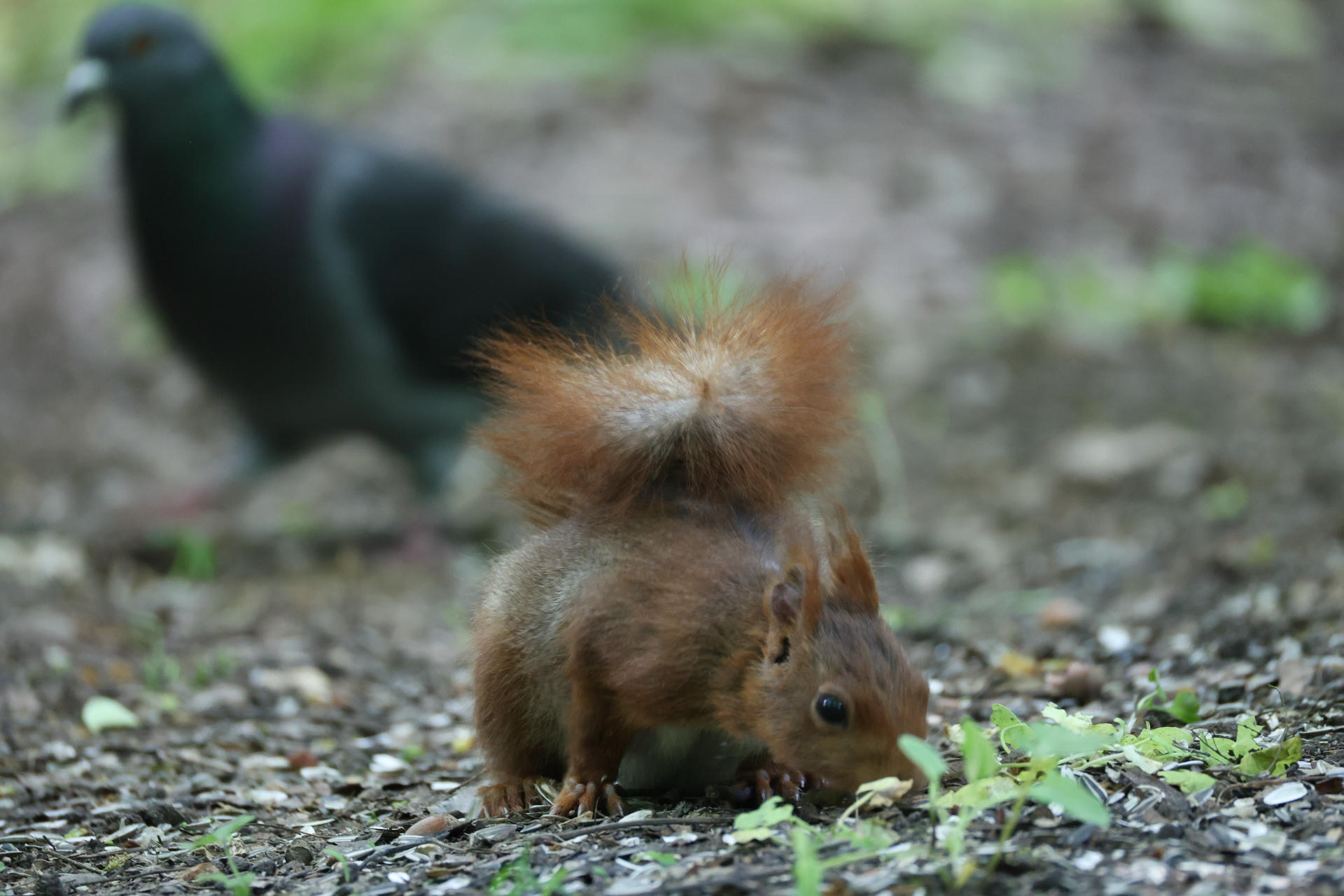 A red squirrel with a bushy tail is standing on the ground, surrounded by small plants and pebbles. Its fur appears soft and reddish-brown, and it looks alert as it explores its surroundings.