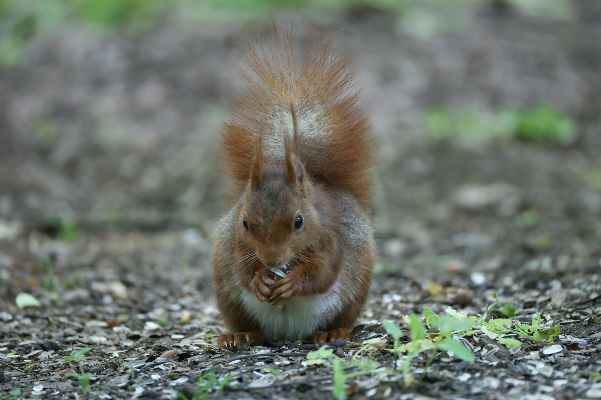 A red squirrel sits upright on the ground, holding food in its tiny paws and looking directly at the camera. Its bushy tail is raised high behind it, and the background is softly blurred with hints of green.