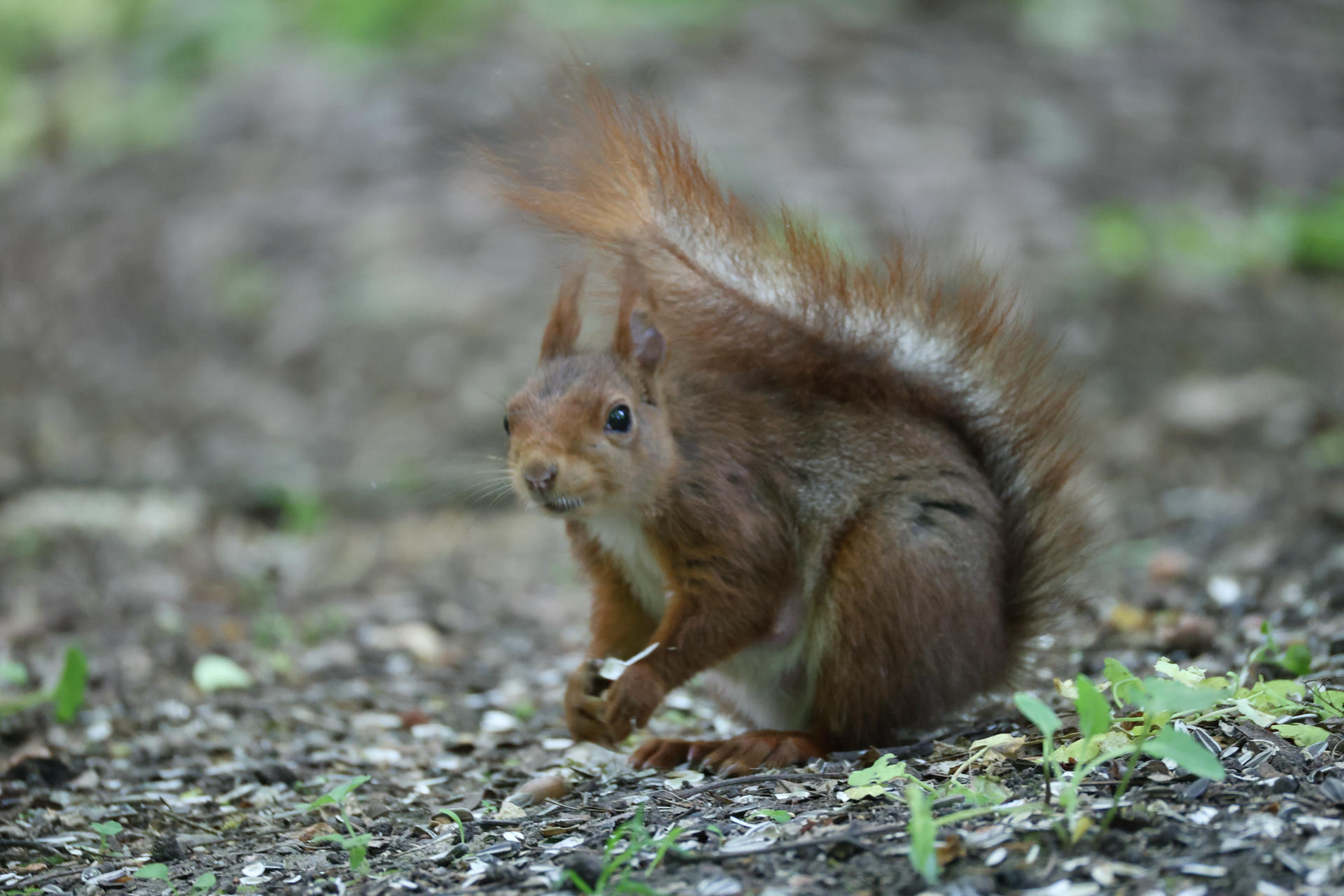 A red squirrel sits on the ground with its bushy tail arched over its back, looking alert and curious. The background is a soft blur of earthy tones, highlighting the squirrel’s reddish fur.
