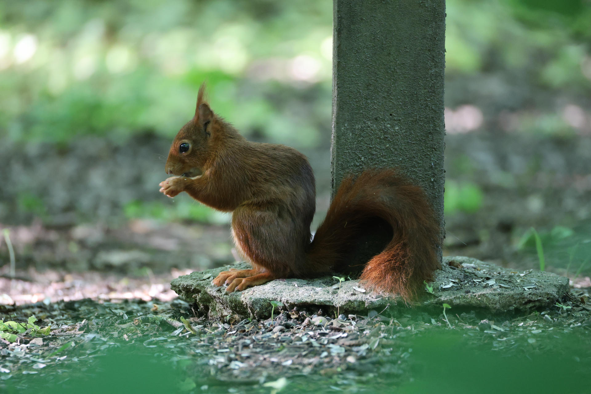 A red squirrel sits upright on the ground near a tree trunk, holding food in its tiny front paws. Its bushy tail is visible behind it, and the background is softly blurred with green foliage.