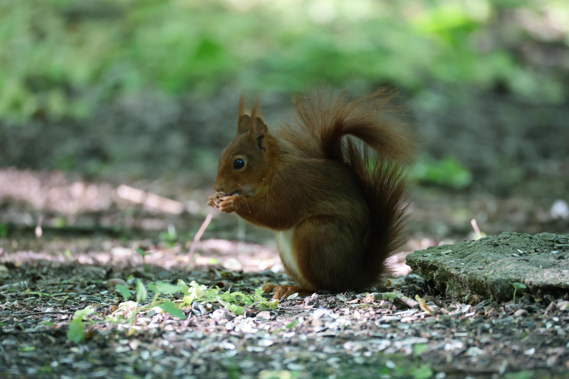 A red squirrel sits on the ground, holding food in its tiny paws and nibbling, with its bushy tail curled up behind it. The background is softly blurred with green and brown tones, highlighting the squirrel’s reddish fur.