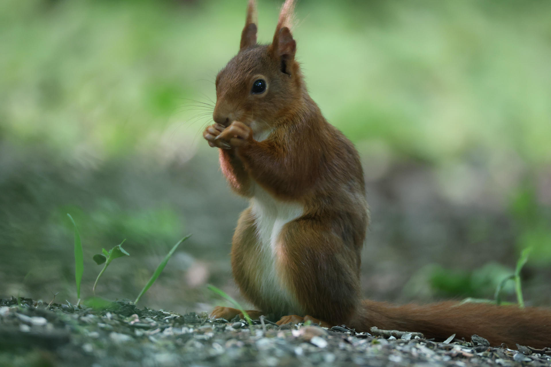 A red squirrel sits upright on the ground, holding food in its front paws with a bushy tail curled behind it. The background is softly blurred with shades of green, highlighting the squirrel’s reddish-brown fur and white belly.