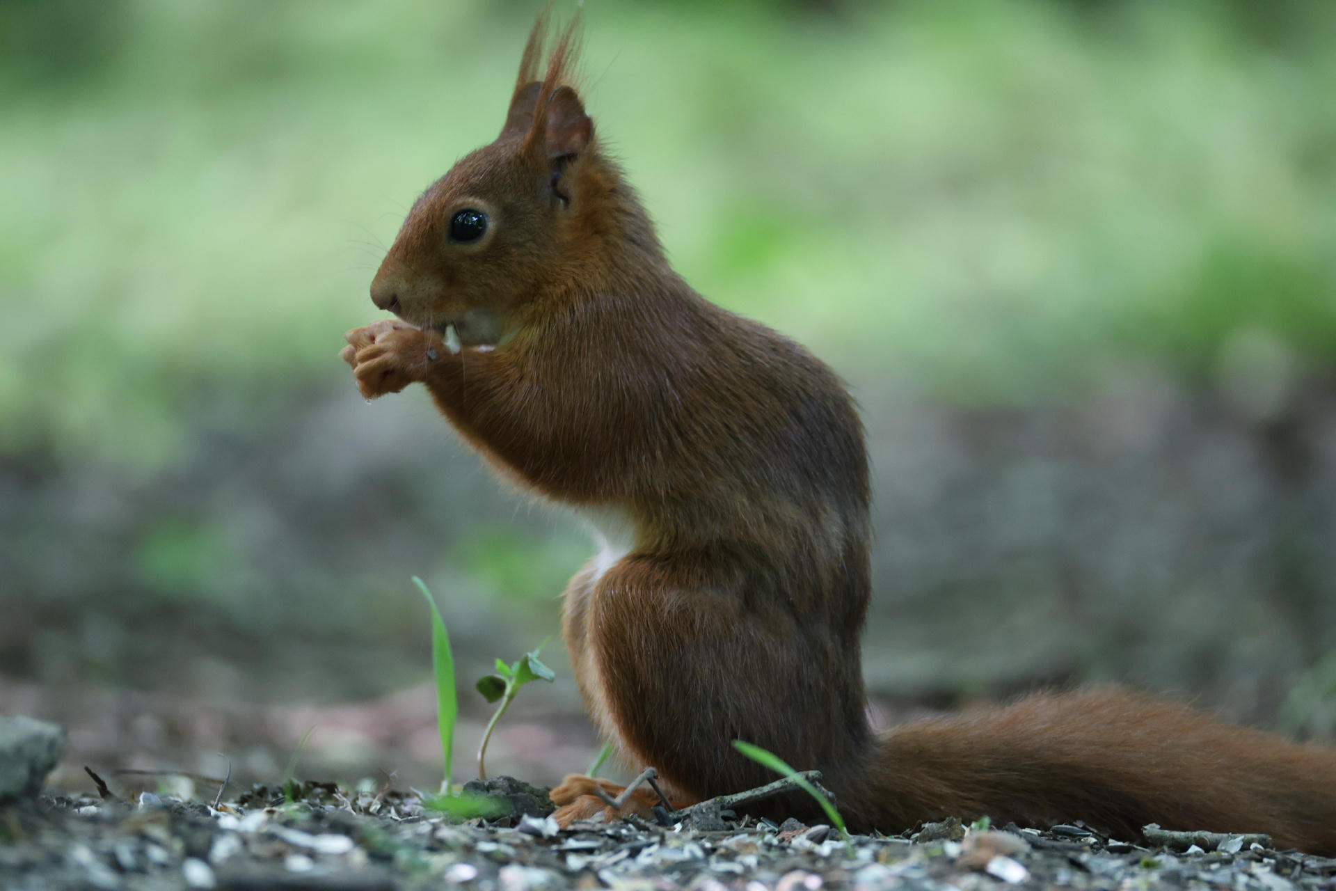 A red squirrel sits upright on the ground, holding food in its tiny paws and nibbling. The background is softly blurred with green and gray tones, highlighting the squirrel’s reddish-brown fur.