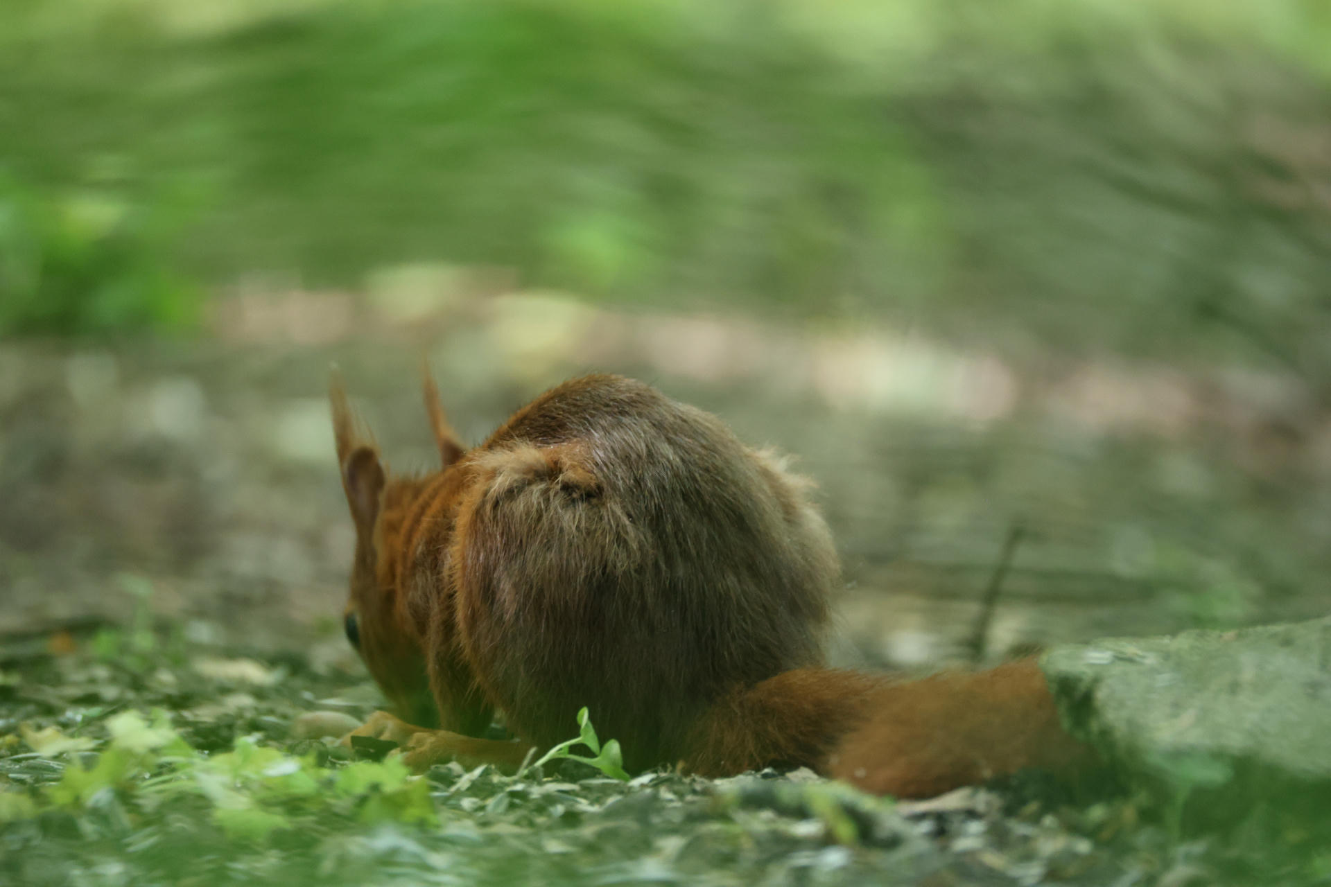 A red squirrel is seen from behind, sitting on the ground with its bushy tail curled around its body. The background is softly blurred, highlighting the squirrel’s reddish fur and pointed ears.