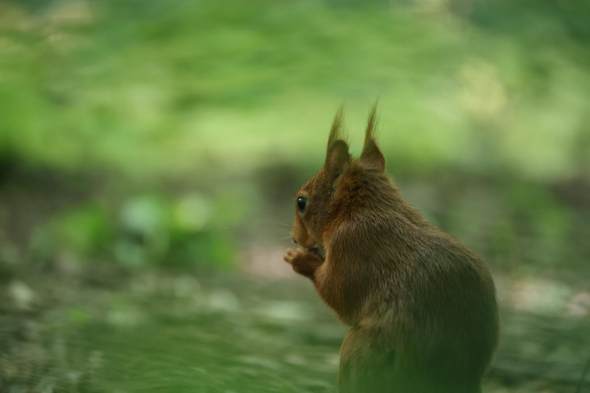 A red squirrel sits on the ground with its back turned, its bushy tail and tufted ears visible against a soft, green background. The lighting highlights the squirrel’s reddish fur as it appears to be nibbling on something.