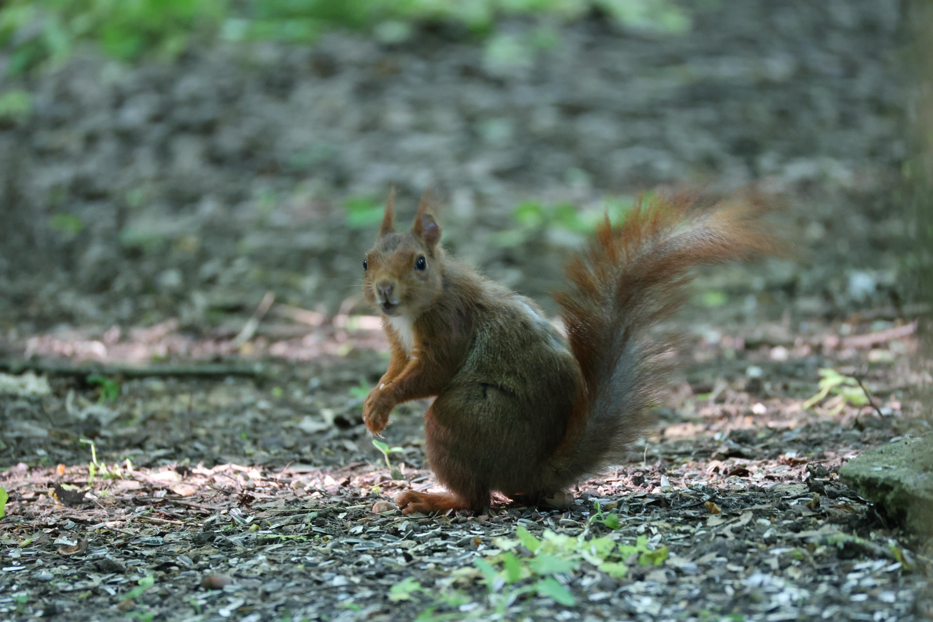 A red squirrel stands alert on the forest floor, its bushy tail arched high and its fur glowing with reddish-brown tones. Dappled sunlight filters through the trees, highlighting the squirrel’s curious expression.