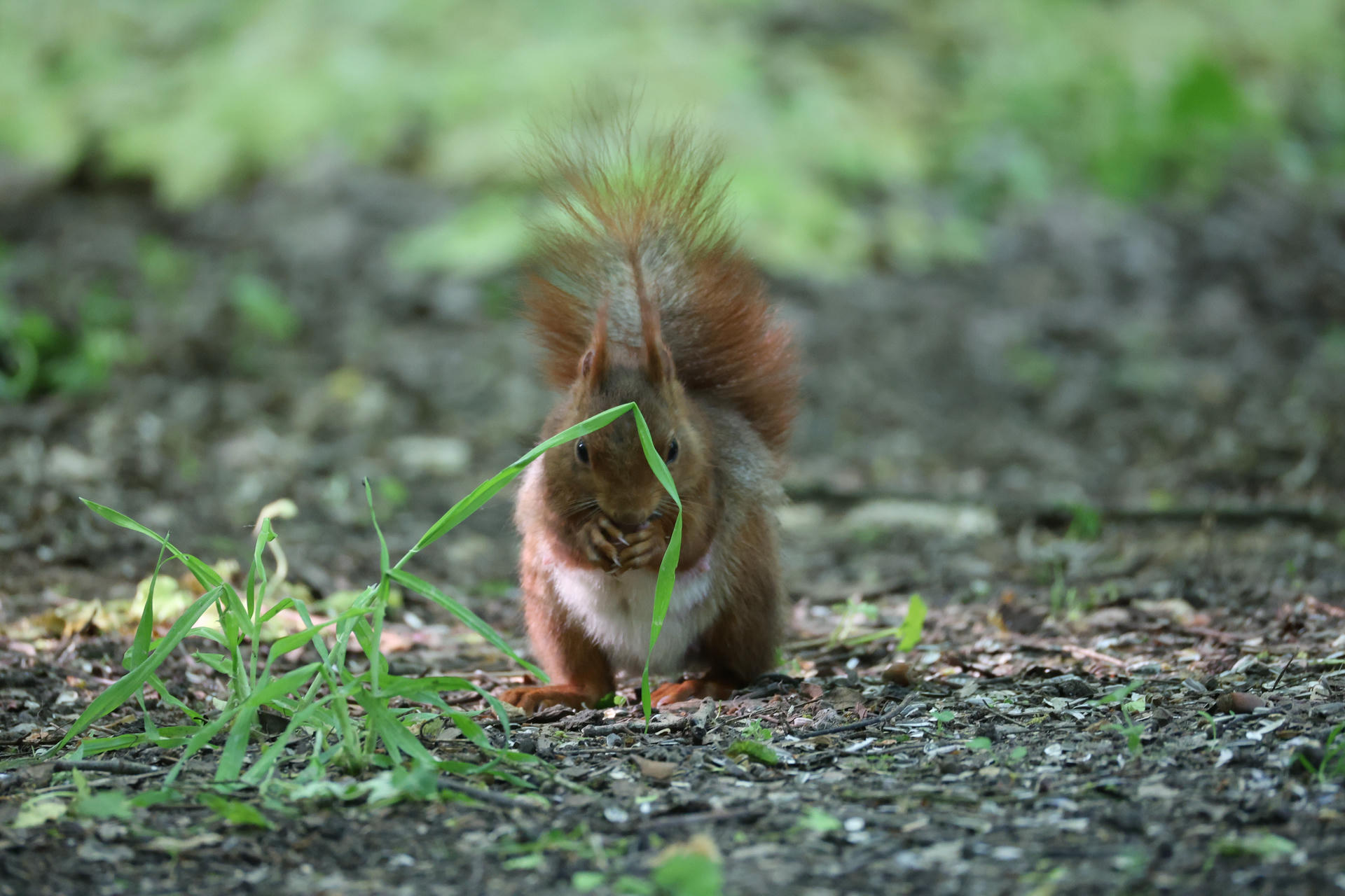 A red squirrel is sitting on the ground with a tall blade of grass curving in front of its face, partially obscuring its features. The background is a soft blur of green and brown, highlighting the squirrel’s reddish fur and bushy tail.