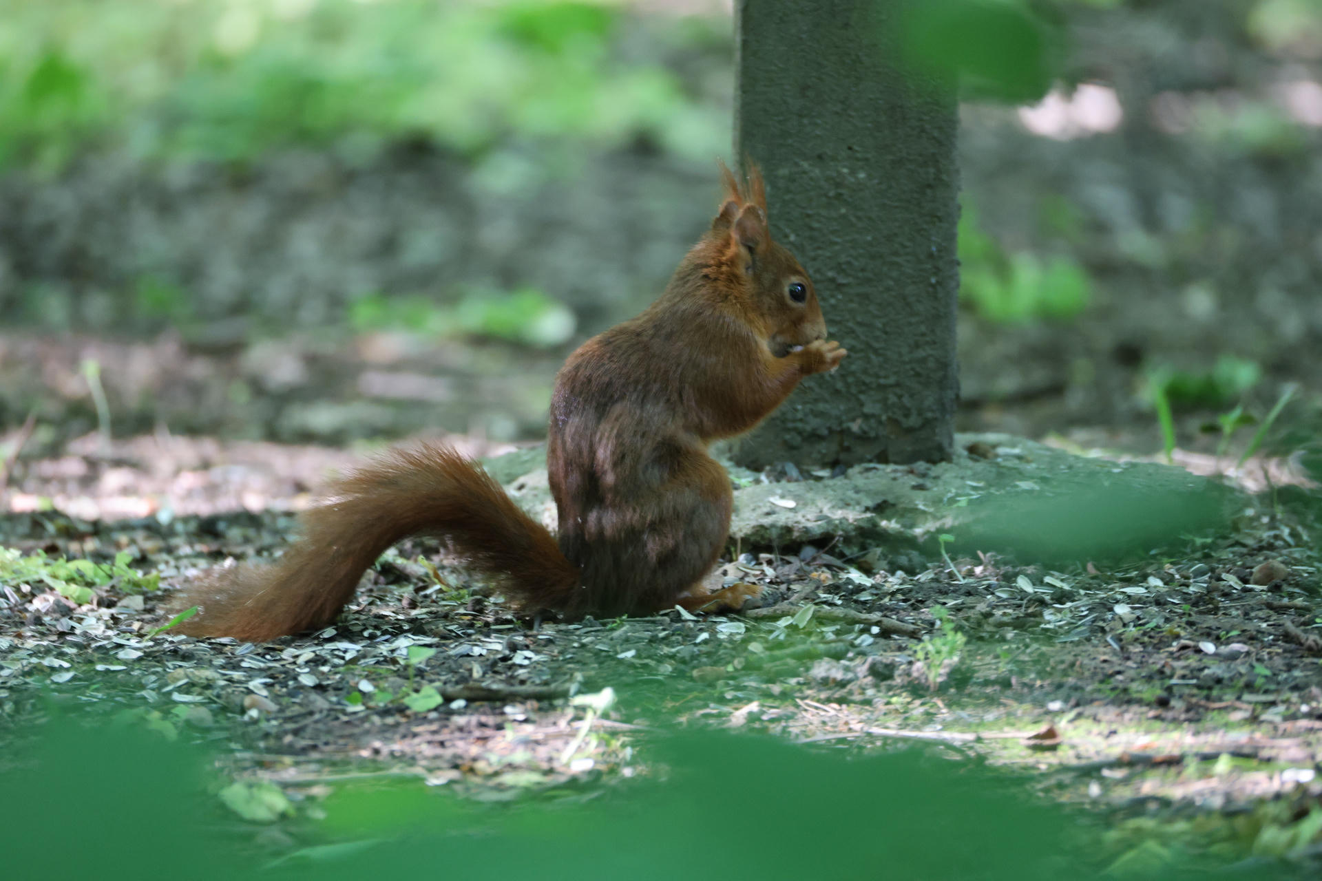 A red squirrel with a bushy tail sits on the ground near a tree, holding food in its front paws. The background is a blur of green foliage and dappled sunlight.