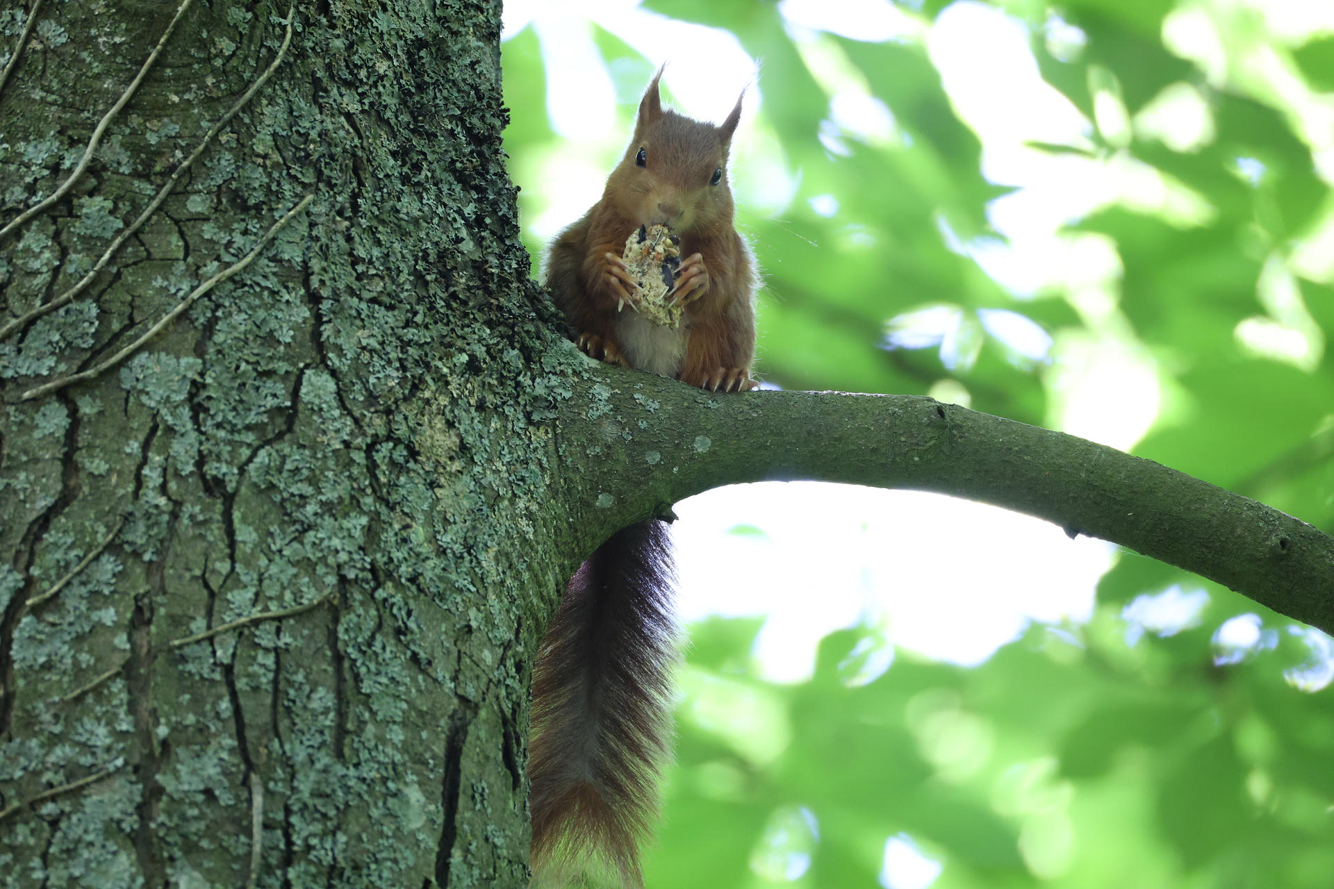 A red squirrel sits on a tree branch, holding food in its front paws and looking directly at the camera. The background is filled with soft green leaves, creating a peaceful woodland scene.