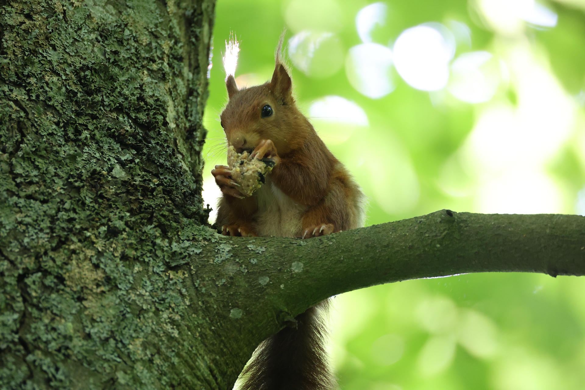 A red squirrel sits on a tree branch, holding and nibbling on a nut with its tiny paws. The background is filled with soft green leaves, creating a peaceful woodland scene.