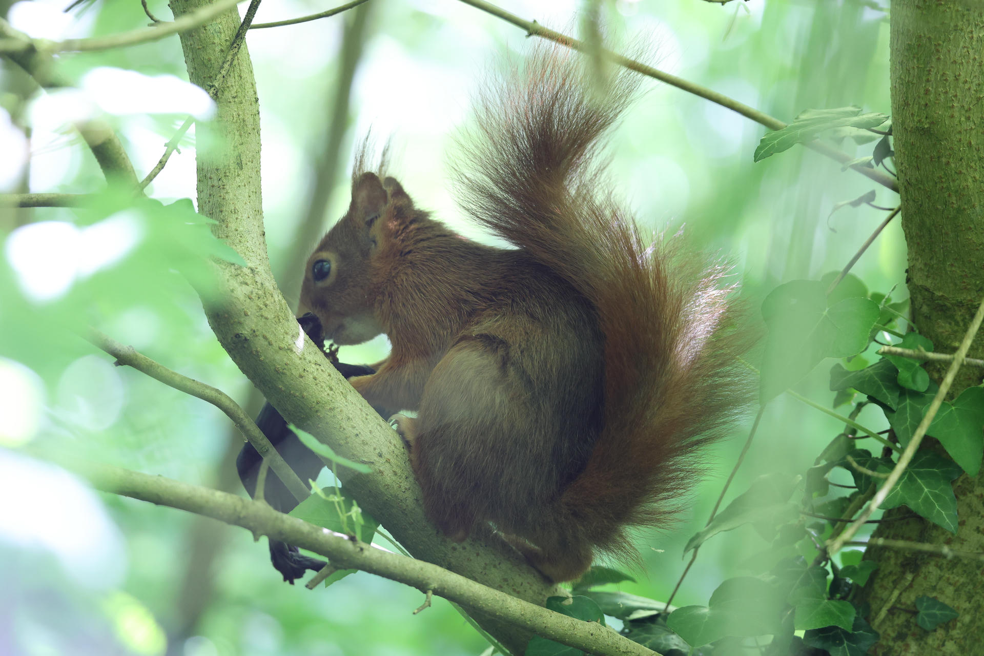 A red squirrel sits on a tree branch, its bushy tail curled up behind it as it nibbles on food. The background is filled with green leaves, giving the scene a peaceful, natural feel.
