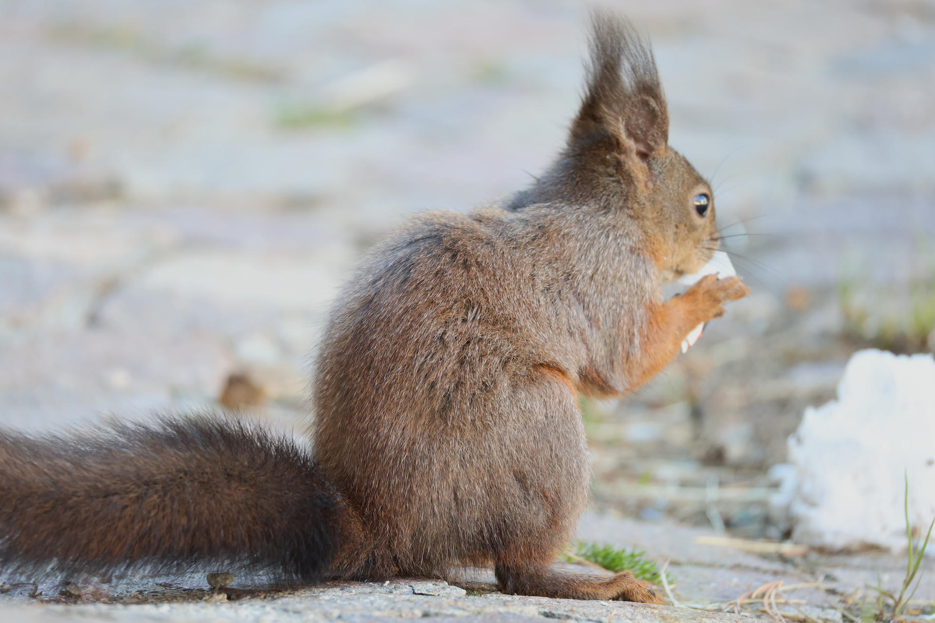 A red squirrel sits on the ground, holding and nibbling on a clump of snow with its tiny paws. Its bushy tail and tufted ears are clearly visible against the soft, natural background.