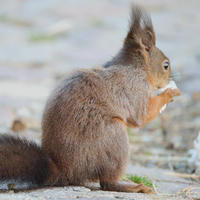 A red squirrel sits on the ground, holding and nibbling on a clump of snow with its tiny paws. Its bushy tail and tufted ears are clearly visible against the soft, natural background.