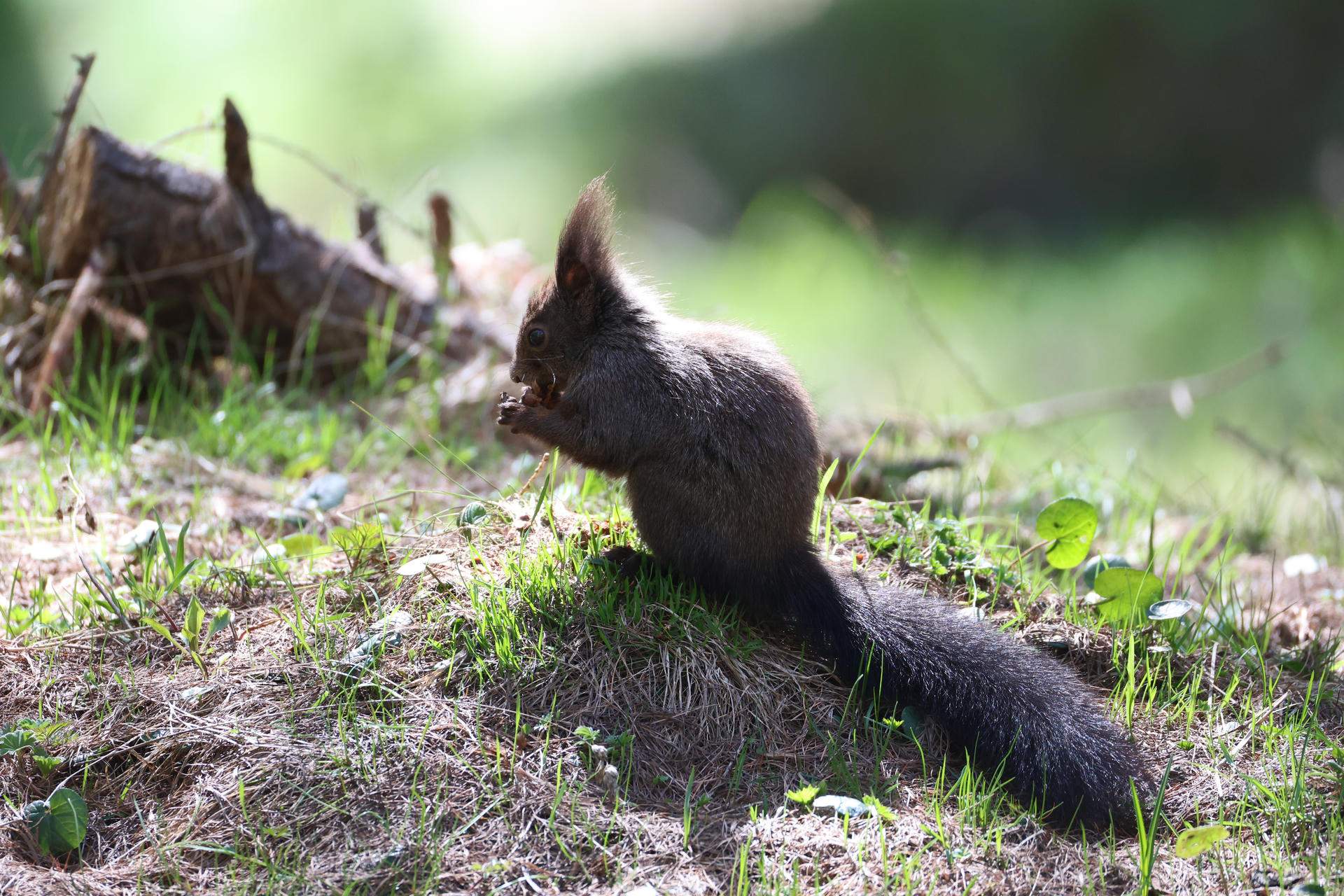 A red squirrel sits upright on the ground, holding food in its tiny paws and nibbling, with sunlight highlighting its fur. The background is softly blurred, drawing attention to the squirrel’s delicate features.