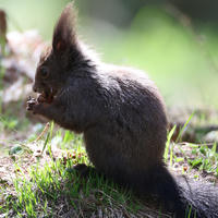 A red squirrel sits upright on the ground, holding food in its tiny paws and nibbling, with sunlight highlighting its fur. The background is softly blurred, drawing attention to the squirrel’s delicate features.