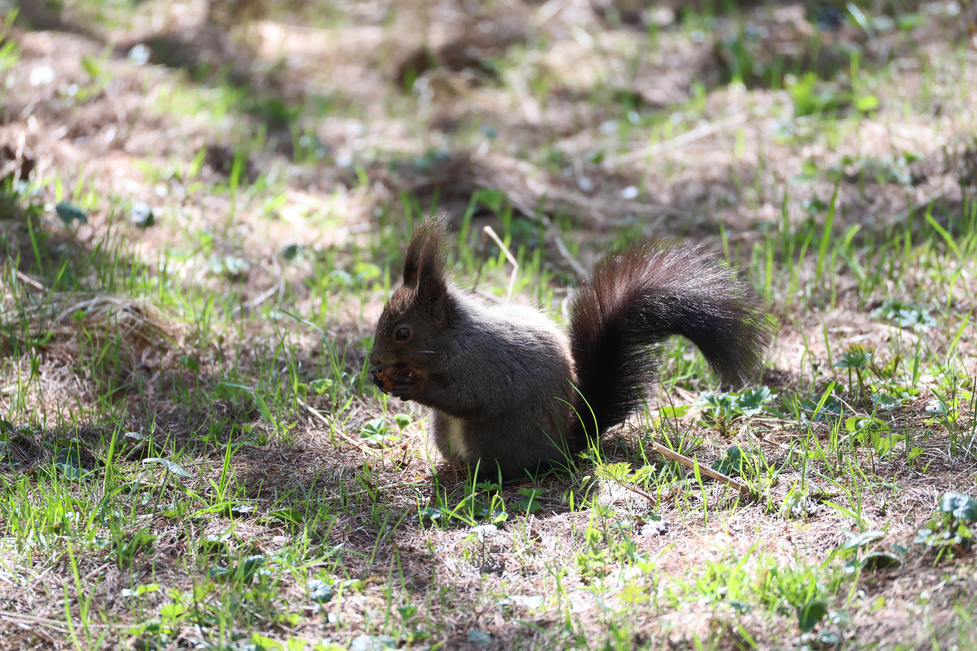A red squirrel with dark fur sits on the ground among green grass and patches of sunlight. Its bushy tail is curled behind it, and its ears are tufted and alert.