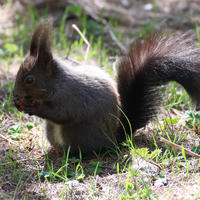A red squirrel with dark fur sits on the ground among green grass and patches of sunlight. Its bushy tail is curled behind it, and its ears are tufted and alert.