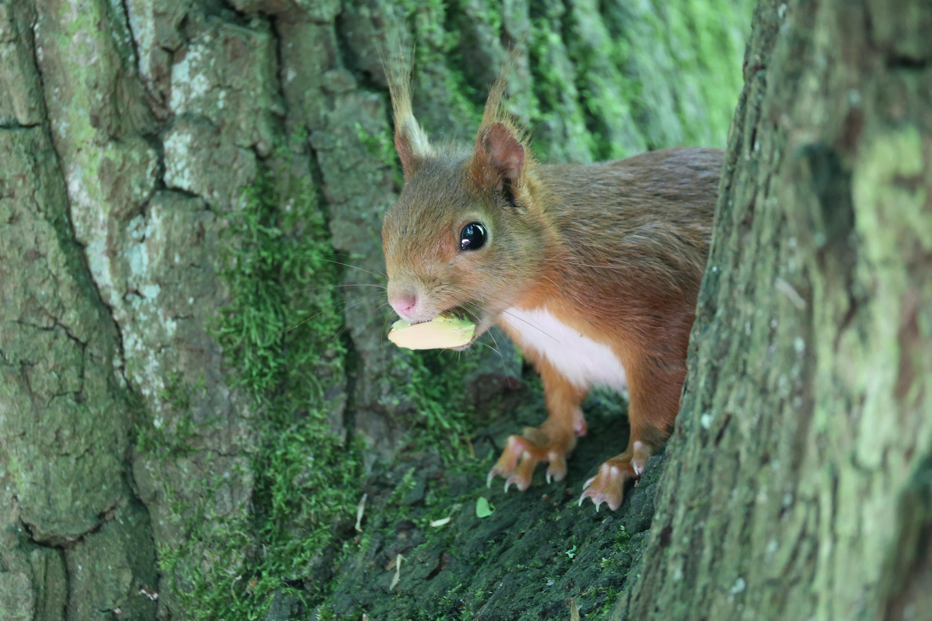 A red squirrel with a bushy tail is perched on a tree trunk, holding a piece of food in its mouth. The background is filled with green moss and tree bark.