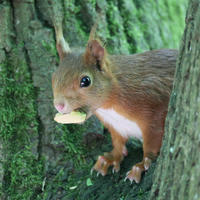 A red squirrel with a bushy tail is perched on a tree trunk, holding a piece of food in its mouth. The background is filled with green moss and tree bark.