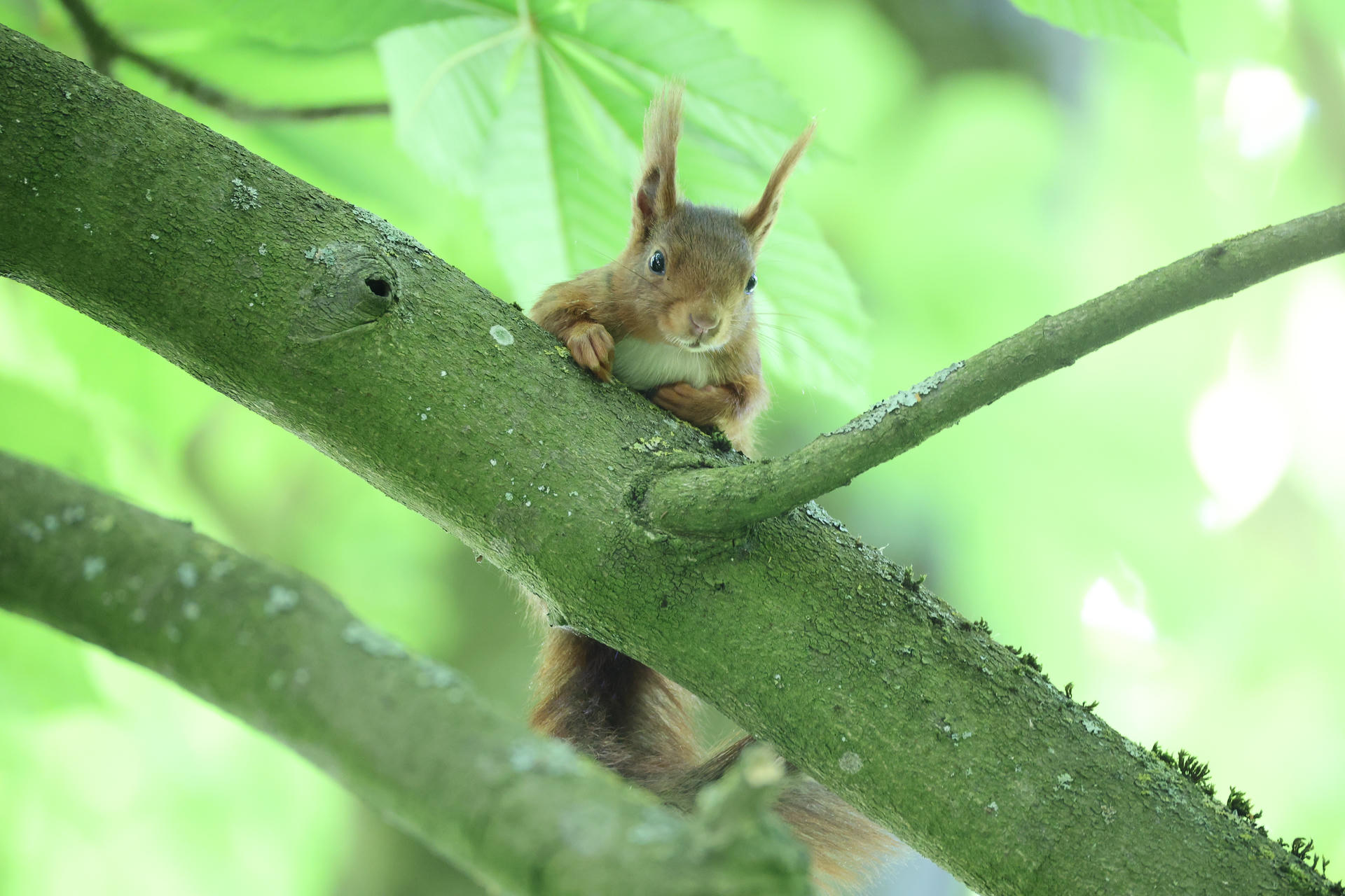 A red squirrel with tufted ears perches on a mossy tree branch, surrounded by soft green leaves. The squirrel looks directly at the camera, its paws resting on the branch.
