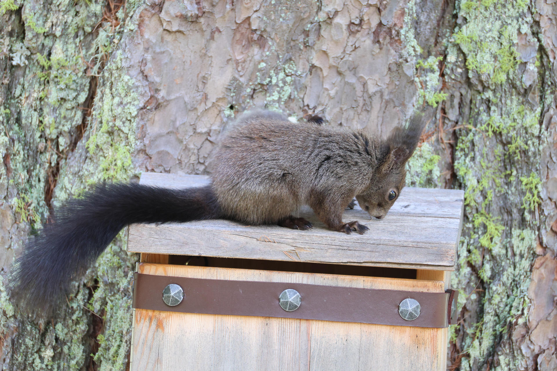 A red squirrel is perched on top of a wooden bird feeder, appearing to sniff or search for food. The background shows a natural outdoor setting with blurred trees and foliage.
