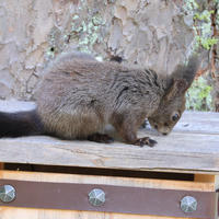 A red squirrel is perched on top of a wooden bird feeder, appearing to sniff or search for food. The background shows a natural outdoor setting with blurred trees and foliage.