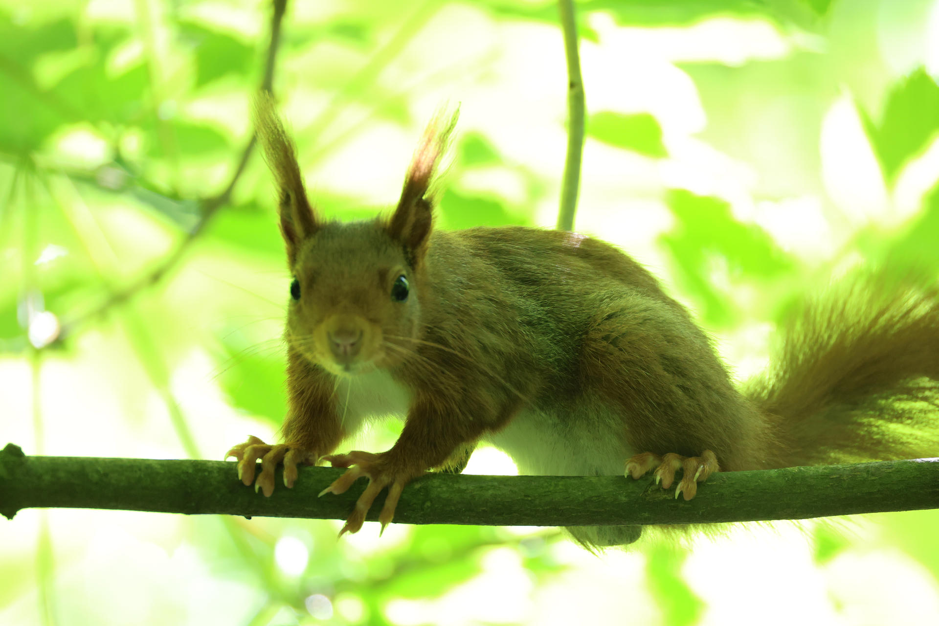 A red squirrel with tufted ears is perched on a branch, surrounded by bright green leaves and dappled sunlight. The squirrel faces the camera, appearing alert and curious.