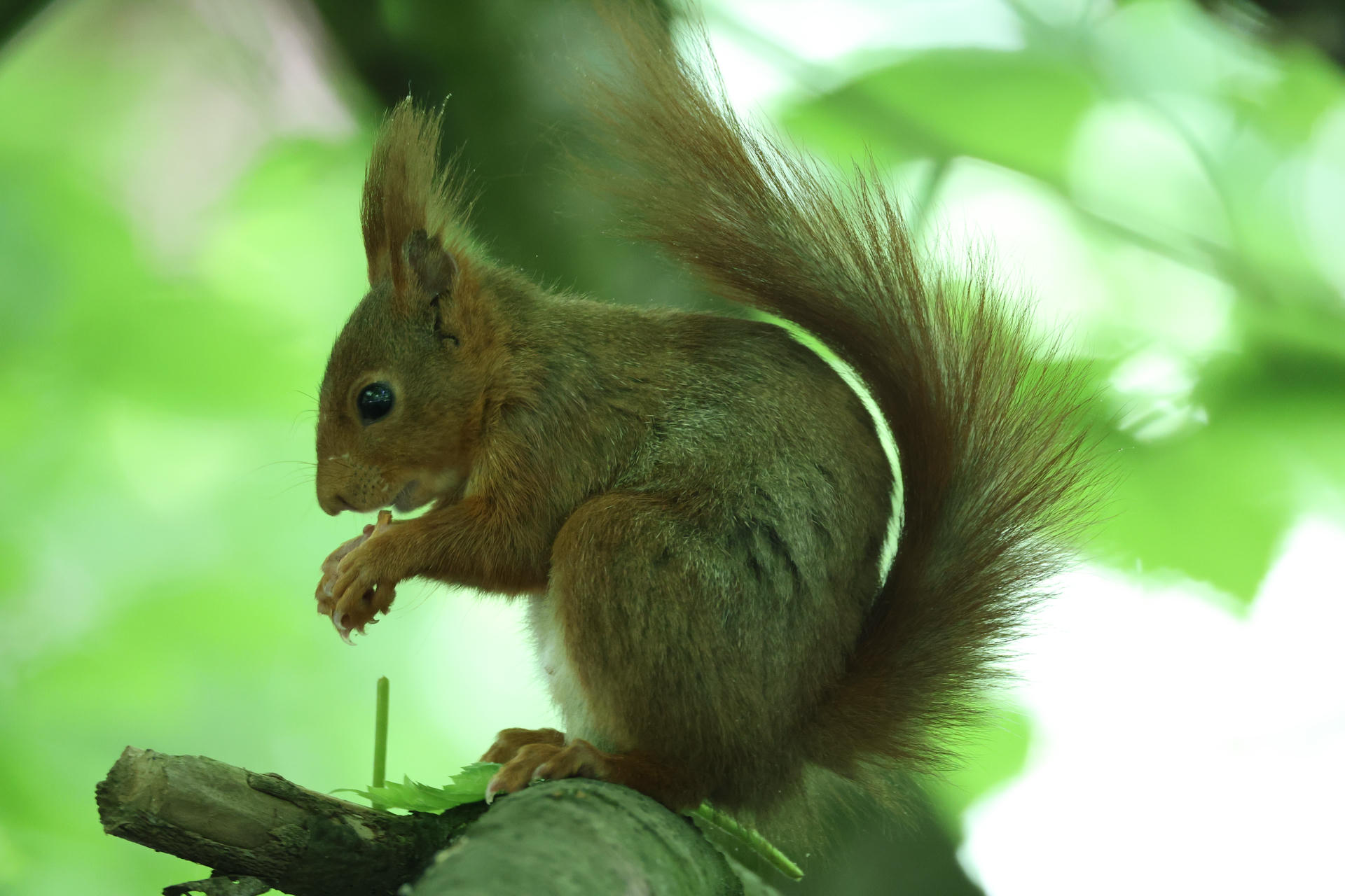 A red squirrel sits on a tree branch, its bushy tail curled behind it and one paw raised as if nibbling on something. Soft green leaves in the background create a peaceful woodland setting.