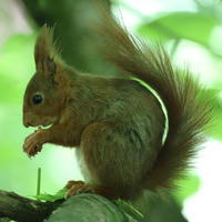 A red squirrel sits on a tree branch, its bushy tail curled behind it and one paw raised as if nibbling on something. Soft green leaves in the background create a peaceful woodland setting.
