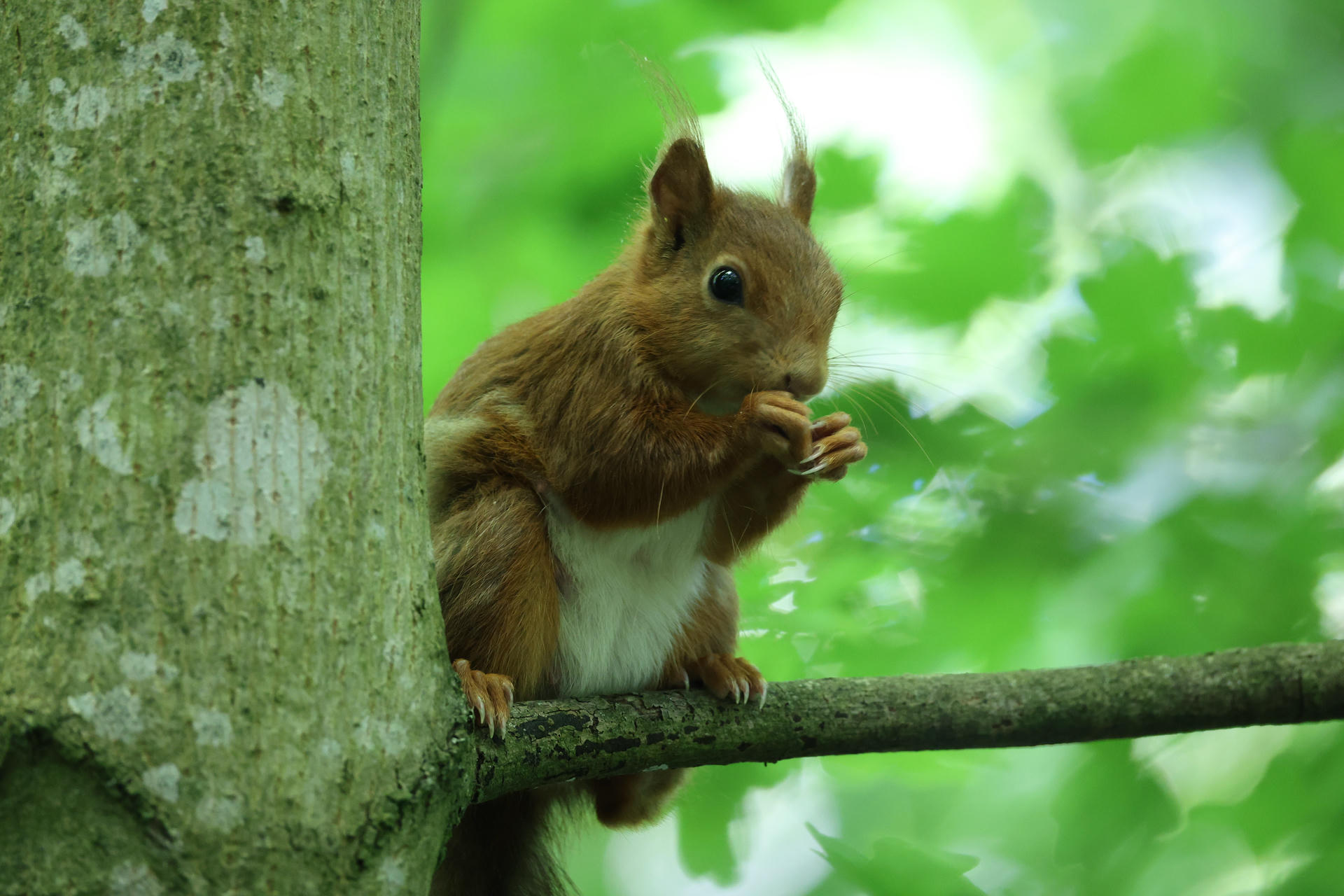 A red squirrel sits on a tree branch, holding food in its tiny paws and nibbling. The background is a soft blur of green leaves, highlighting the squirrel’s reddish fur and white belly.