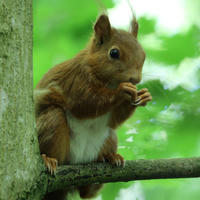 A red squirrel sits on a tree branch, holding food in its tiny paws and nibbling. The background is a soft blur of green leaves, highlighting the squirrel’s reddish fur and white belly.