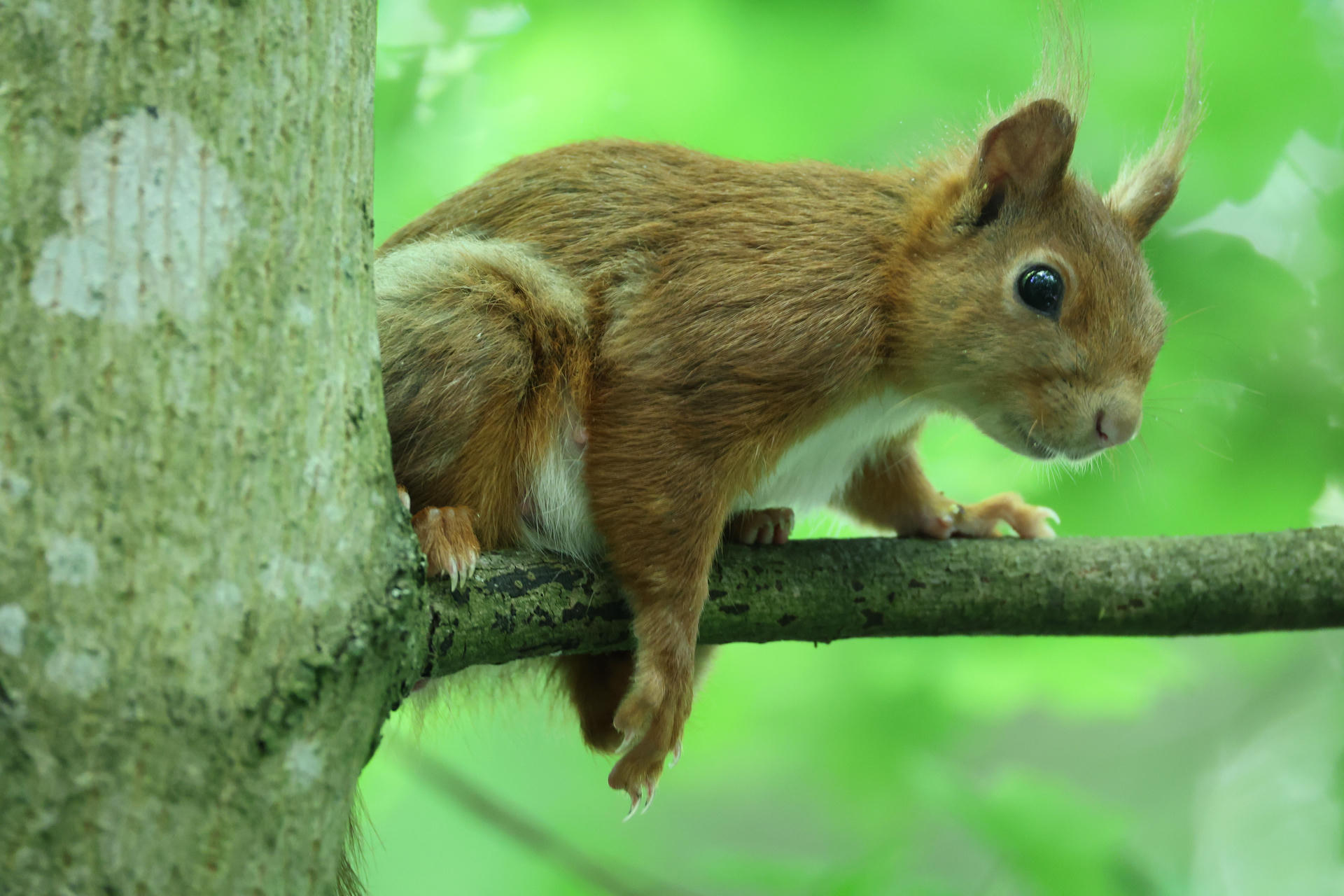 A red squirrel with a bushy tail is perched alertly on a tree branch, surrounded by a lush green background. Its pointed ears and bright eyes give it an inquisitive expression.